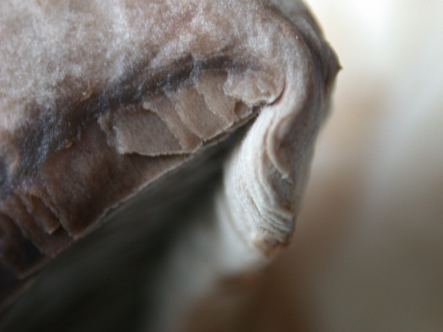 Tre elementi particolari ... QUIZ